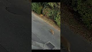 防犯カメラに映る猫の生活190 #Shorts  #cats #straycat #securitycamera