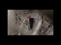 Pileated Woodpecker Reacts to Alarm Calls