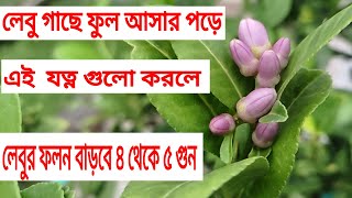 লেবু গাছে ফুল আসার পরে এই যত্ন গুলো করলে লেবু গাছের ফলন বেড়ে যাবে কয়েকগুন