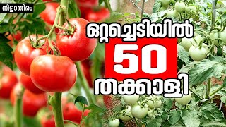 50  tomato in one plant ! തക്കാളി നിറയെ കായ്ക്കാൻ