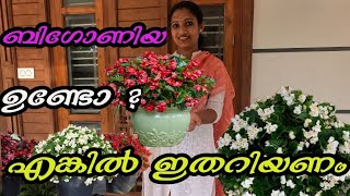 ബിഗോണിയ ഉണ്ടോ ?എങ്കിൽ ഇത് അറിയണം /How to Care Begonia Plant