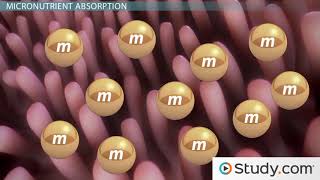 Absorption of Micronutrients and Water into the Bloodstream   Video \u0026 Lesson Transcript