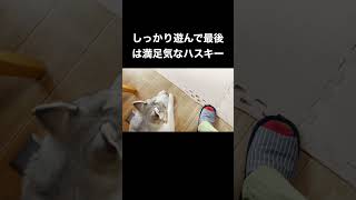 トイプードルと柴犬と遊びまくって満足するシベリアンハスキー #shorts