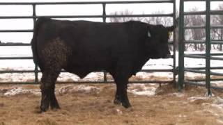 Lot 212 - XXL Country Pride 131C