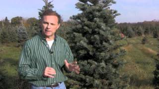 Christmas Tree Species: Concolor Fir