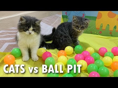 Cats Vs Ball Pit - YouTube