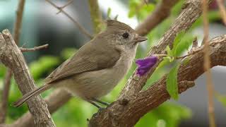 Oak Titmouse Bird Sound, Bird Song, Bird Call, Bird Calling, Chirps, Lissen Birds Chirping