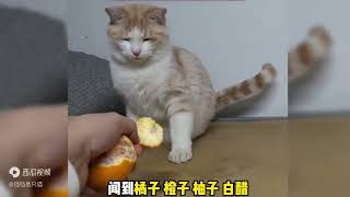 猫味：除了我碗里的水，都好喝。好可怕的味道