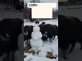 little musk oxen vs snowman