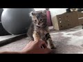 ズボンの紐で遊ぶ子猫が可愛すぎる american curl kitten plays with pants string