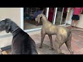 suspicious great dane isn t too sure about bronze dog s hurricane milton preparation relocation