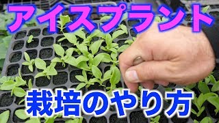 アイスプラント播種・ポット上げ・視聴者プレゼント#182