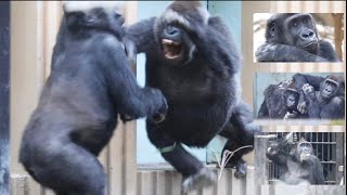 【Kyoto】Gorilla⭐️ Gentaro is too naughty and sometimes scolded by his parents.【Momotaro family】