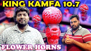 கொளத்தூரில் மலிவான பூங்கொம்பு கடை | கிங் கம்ஃபா 10.7 | Kamfa F1,F2,F3| கொளத்தூர் மீன் சந்தை