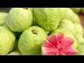 கொய்யாப்பழம் மருத்துவ நன்மைகள் guava fruit health benefits in tamil guava fruit health tips tamil