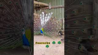 peacocks #popular #worldwide #love #peackockfeathers #colorfulsbird #Krishna #feathering #nzvsindliv