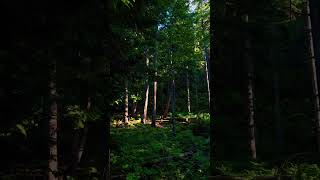 Discover the benefits of forest walks: reduce stress, boost mood, enhance immunity, improve focus