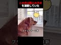 この犬は隣人の子犬を溺愛していた