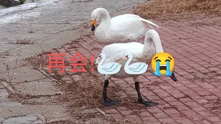 感動❣️💖飛べない白鳥とべちゃんママと再会!😭😭