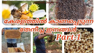 കേരളത്തിൽ കാണപ്പെടുന്ന തേനീച്ച ഇനങ്ങൾ...    Bee species found in Kerala. (PART-1)