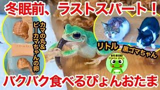 カマキリ日記#190 ぴょんおたまの冬眠準備。カマの丸とピーカマちゃんが旅立ったあとのストーリー（11月21～12月6日）【おたま日記】