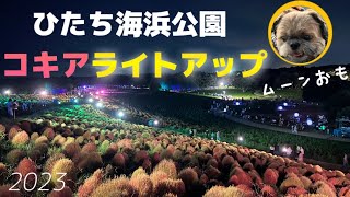 【シーズー】愛犬とひたち海浜公園のコキアライトアップを観に行ったらエモくて感動！🥹✨️