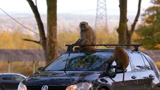 🚗 Baboons Gone Wild! 😱 | Secret Life of the Safari Park | Channel 4