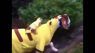 Goat Pikachu