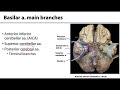 Cranial Cavity and Brain LO - Arteries