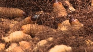 FAO recommends edible insects as environmentally friendly food