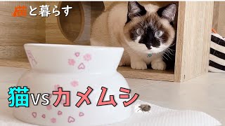 【猫vsカメムシ】カメムシを見つけたときの猫の反応がこちらです