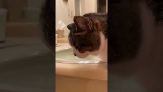 【腎臓病末期の猫】水飲むかどうか迷ってる。