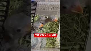 【入荷情報】オオダルマインコ