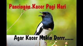 Suara Pancingan Kacer Pagi Hari - Video Burung Asli