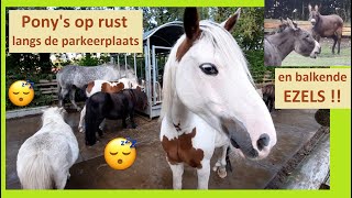 De rustwei langs de parkeerplaats ♥ Ponyparkcity - oa Chester, Odetto, muildieren en balkende ezels!