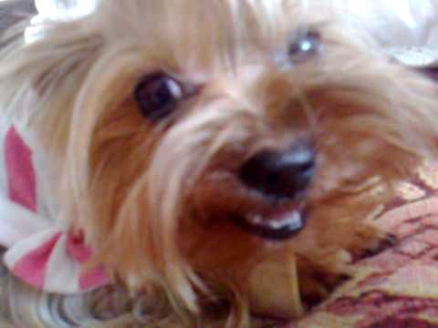Angry Dog D Yorkshire Terier Youtube
