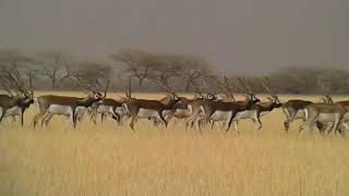 Blackbuck National Park-Velavadar ... A group of Black bucks in Grassland...