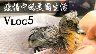 小鴨出生｜兔子交配｜農夫市場｜美國開學｜孵鴨蛋｜我想吃烤鴨｜孵化小鴨 ☆MorganVlog5