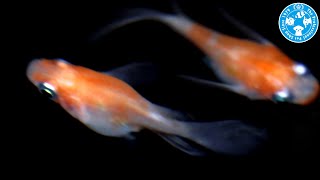 【チャーム】松井ヒレ長紅白ダルマメダカ Oryzias latipes var. メダカ charm動画