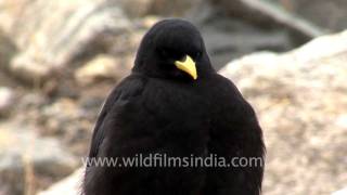 Yellow billed Chough, a Himalayan corvid