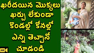 ఇలా కూడా మొక్కలు తెచ్చుకోవచ్చు తెలుసా ?| Plants Collection From Hill Station | The Telugu Housewife