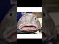 💢உலகின் அசிங்கமான உயிரினம் 🤢🤮 ugliest fish fish ocean shortsfeed shorts