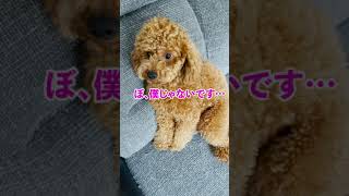 わかりやすく反省する犬【トイプードル】#shorts