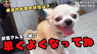 皮膚やお耳の状態が...チワワの噛み犬トリミング！！