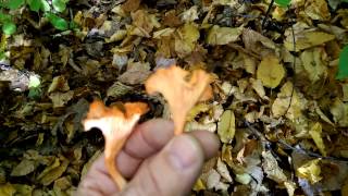 Chanterelle - Cantharellus cibarius