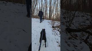 Hike with Dogs #scenicpennsylvania #hiking #dog #natureadventurediscovery #snow