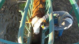 Pinkeye in December? Plus Removing a Foxtail from a Calf’s Eye!