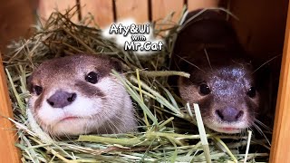 An otter that started nesting for his girlfriend [Otter Life Day 786]