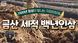 면역력에 최고! 1500년 전통의 금산 세척 백년인삼