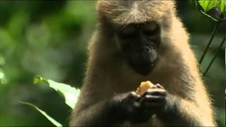 mangabey sequence